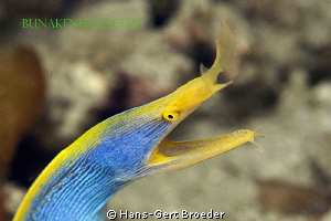 Ribbon Eel
Bunaken Islands Sulawesi, Indonesia 
Nikon D... by Hans-Gert Broeder 